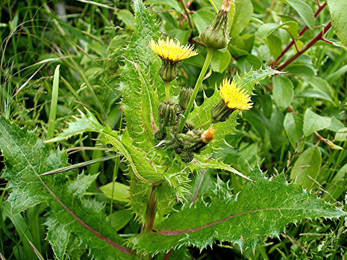 Sonchus asper